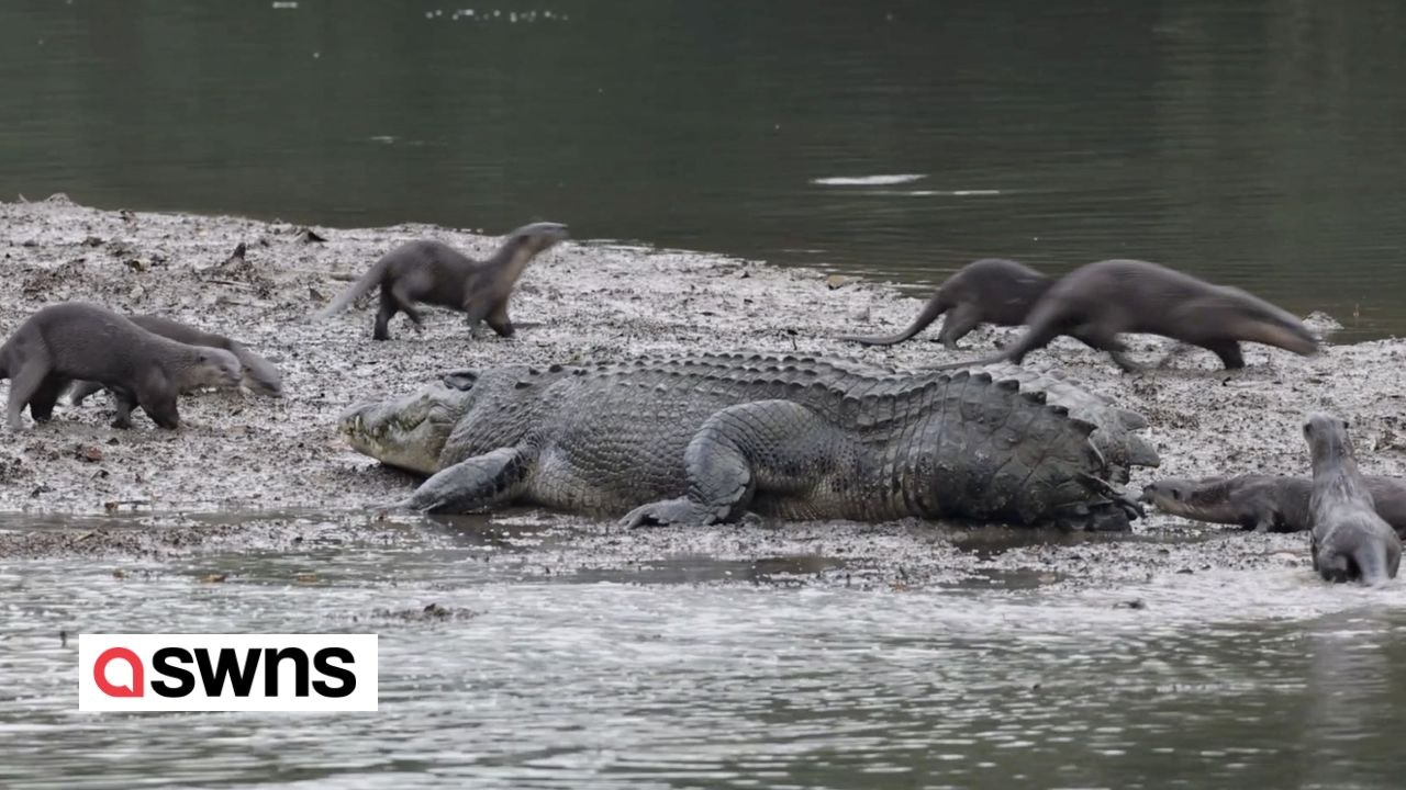 Otter weichen den klauen eines krokodils aus und kauen auf dessen schwanz