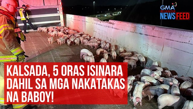 Kalsada, 5 oras isinara dahil sa mga nakatakas na baboy! | GMA Integrated Newsfeed