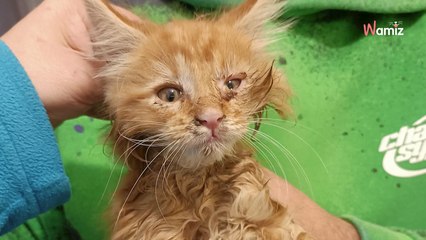 7 gatitos maine coon abandonados en una carretera: el refugio aclara las cosas