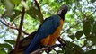 Macaws in Stunning 4K ULTRA HD 60 FPS: A Treat for Macaw lovers