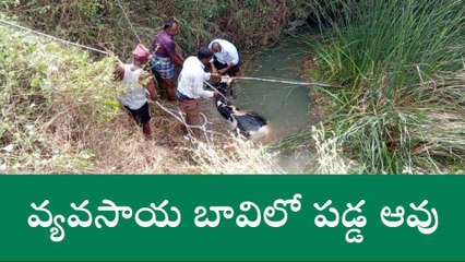 చిత్తూరు జిల్లా: వ్యవసాయ బావిలో పడ్డ ఆవు