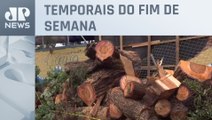 Chuvas fortes derrubam 425 árvores em São Paulo