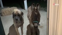 L’amitié entre ce Mastiff et cet âne miniature fascine des milliers de personnes (Vidéo)