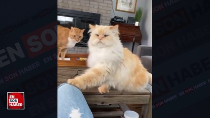 Sahibinden mama isteyen asık suratlı kedi