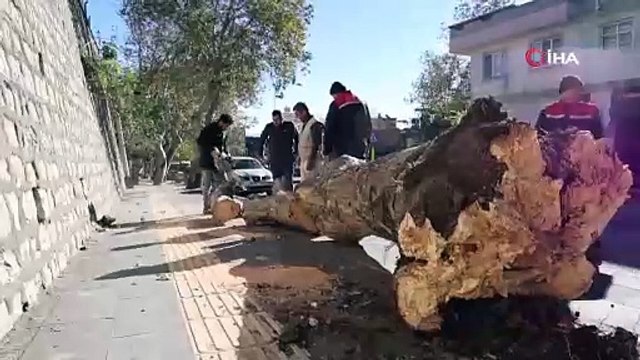 Şiddetli rüzgar ağaçları kökünden söktü, çatıları uçurdu