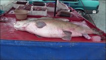 Karasu Nehri'nde oltayla yaklaşık 110 kiloluk turna balığı yakaladı