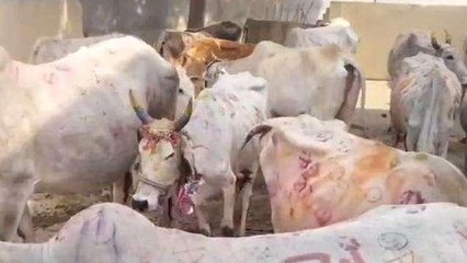 विदिशा: गोपाष्टमी पर कृषि उपज मंडी में व्यापारियों ने की पूजा,देखें Video