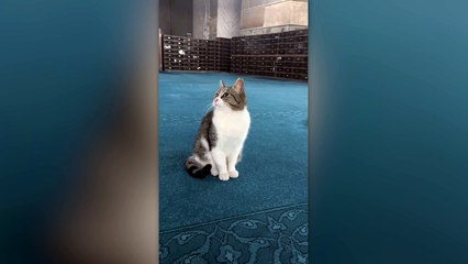 Ayasofya Cami'ne giren kediye: Sen buralara nereden geldin?