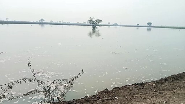 Video : रात को टूटी के.पाटन ब्रांच नहर, खेतों के जल मग्न होने से फसले नष्ट