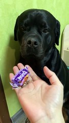 Dog Hides Stolen Candy in Its Mouth