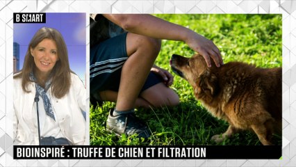 SMART TECH - S’inspirer de la truffe des chiens pour filtrer l’air !