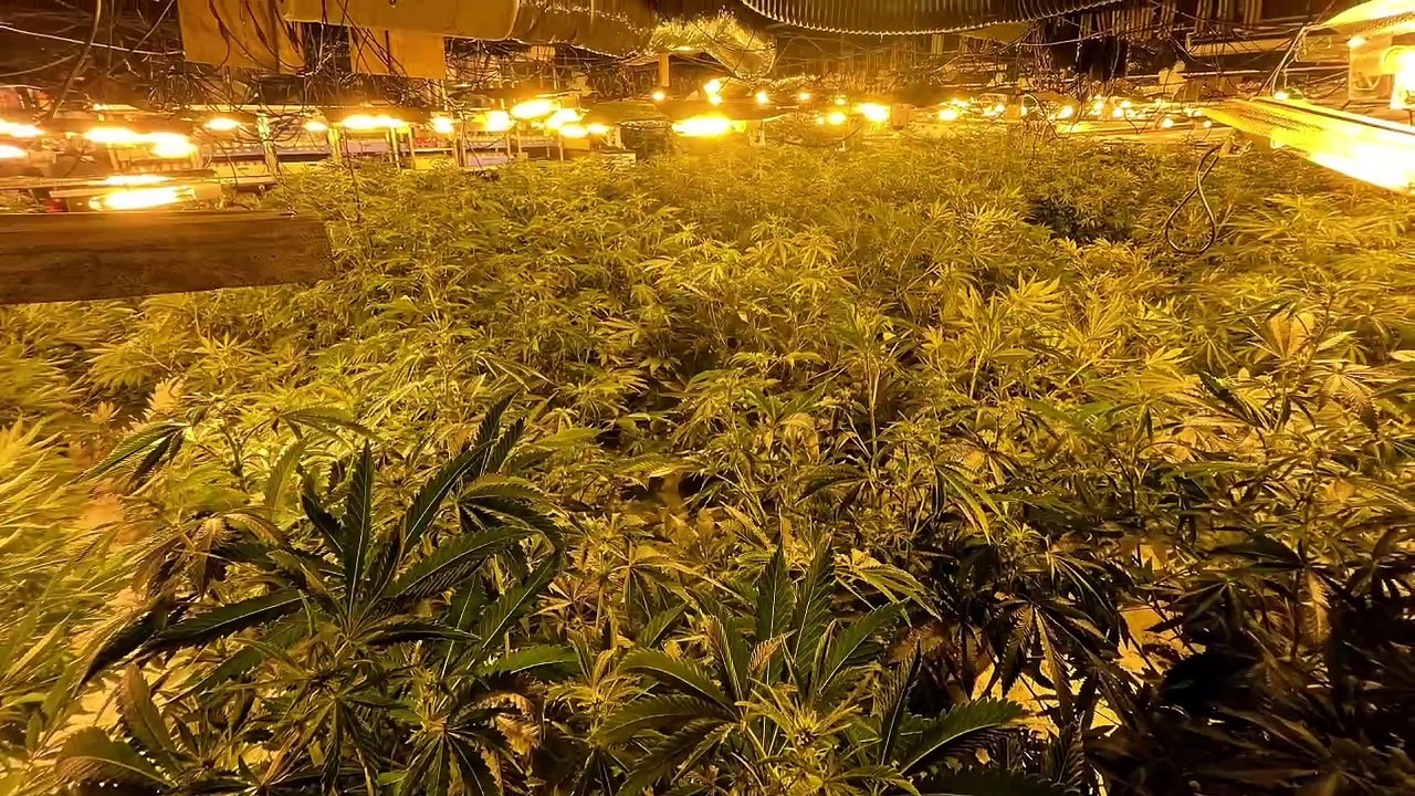 Winchester cannabis factory