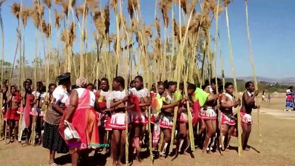 Reed Dance Ceremony _Clip- 1469