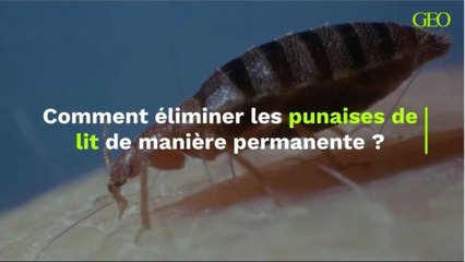 Comment éliminer les punaises de lit de manière permanente ?