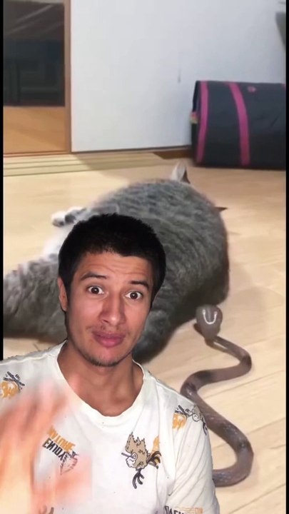 Gato VS Culebra