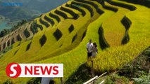 Vietnam News | Mu Cang Chai Ripening Rice Season