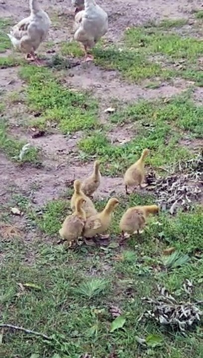 Noisy Cobra Chickens Adopt Goslings