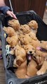Vet Checkup for 12 Golden Retriever Puppies