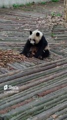 Did you Know - China | Facts | Dailymotion | FactsOnFire