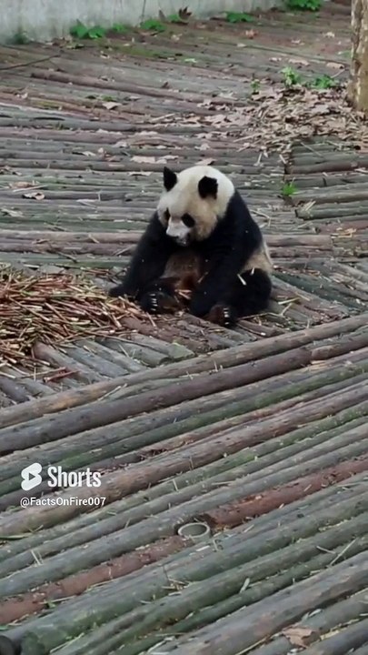Did you Know - China | Facts | Dailymotion | FactsOnFire