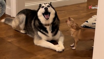 Le chien géant vole l'os du Chihuahua : la conversation entre les deux lui coupe le souffle (vidéo)