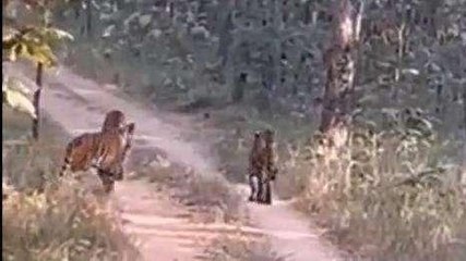 Viral: अचानक रोड शो करने लगे 4 टाइगर,देखें Video