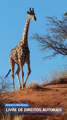 ✅Música alegre para levantar o seu astral trazendo esperança, alegria e otimismo #Shorts