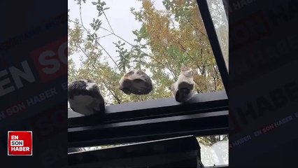 Cam tavanın üzerinde uyuyan minik kedi