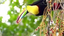 Breathtaking Beauty - The Enchanting World of the Keel-Billed Toucan #animals #nature