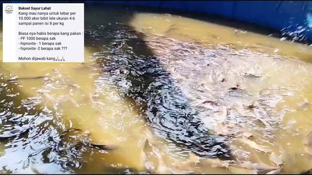 Tebar 10.000 bibit ukuran 4-6cm, begini cara hitung estimasi pakan dan jenis pakannya