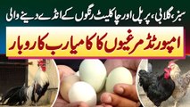 Imported Hens In Pakistan - Green, Purple, Pink & Chocolate Colour Ke Egg Dene Wali Hens Ka Business