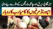 Imported Hens In Pakistan - Green, Purple, Pink & Chocolate Colour Ke Egg Dene Wali Hens Ka Business
