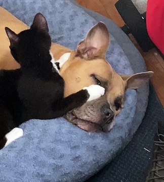 Kitten Grooms Dog's Ears