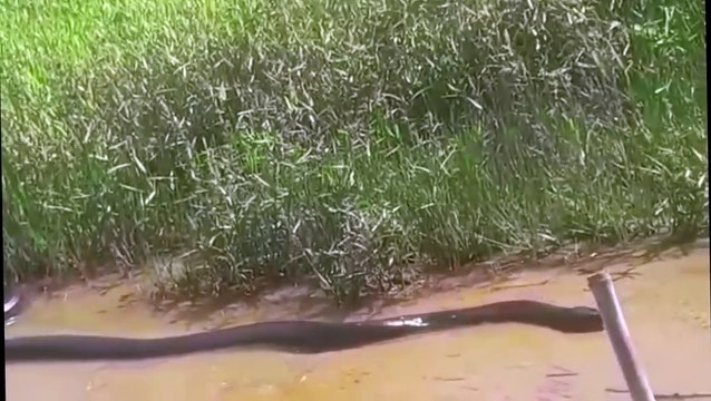 Ces touristes croisent la route d'un énorme anaconda... Monstre impressionnant