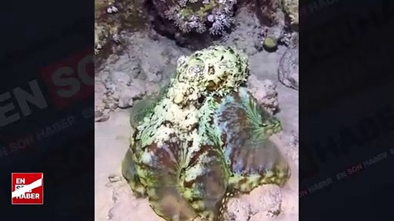 Ahtapotun kamuflaj anları