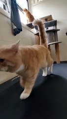 The Most Pawsome Fitness Influencer