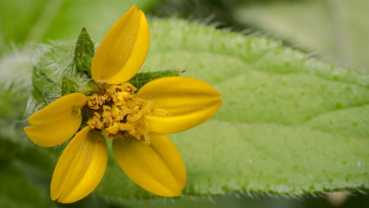How to Plant and Grow Golden Star (Chrysogonum virginianum)