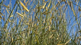 How to Plant and Grow Sideoats Grama Grass