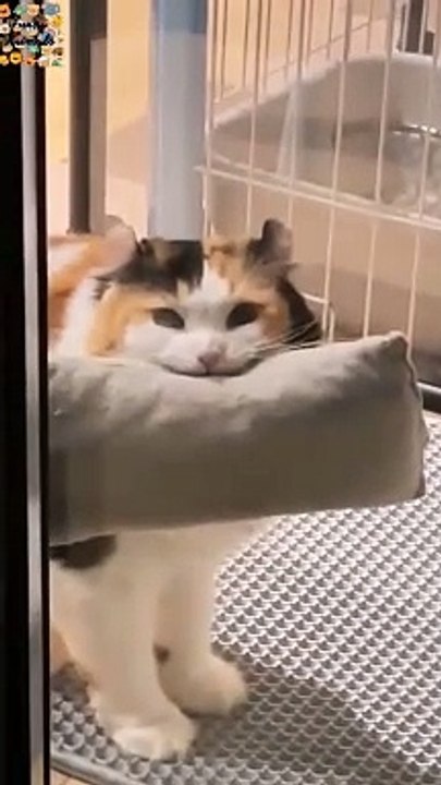 Catttt