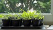How to Grow a Windowsill Herb Garden, From Planting to Harvesting