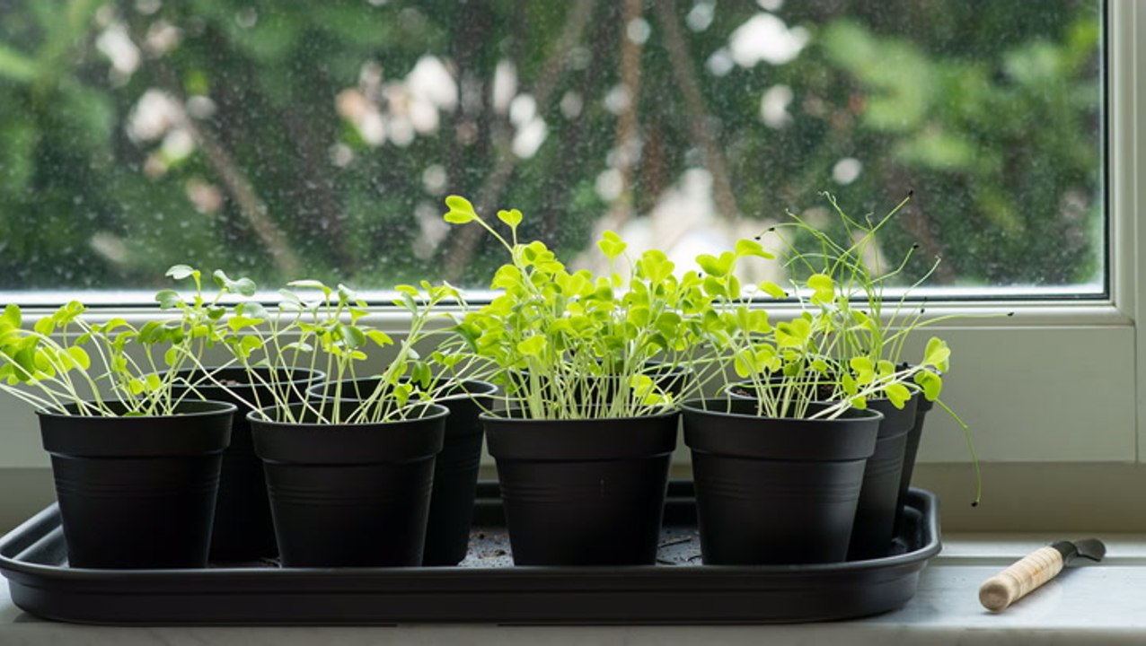 How to Grow a Windowsill Herb Garden, From Planting to Harvesting