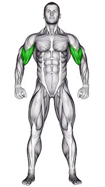 Biceps Blast #bicepsworkout #armday #sculptedarms #fitnessgoals #bicepsexercise #shorts #shortvideo