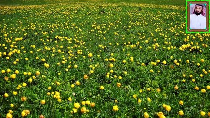 القران الكريم  خاشعة تهز القلوب