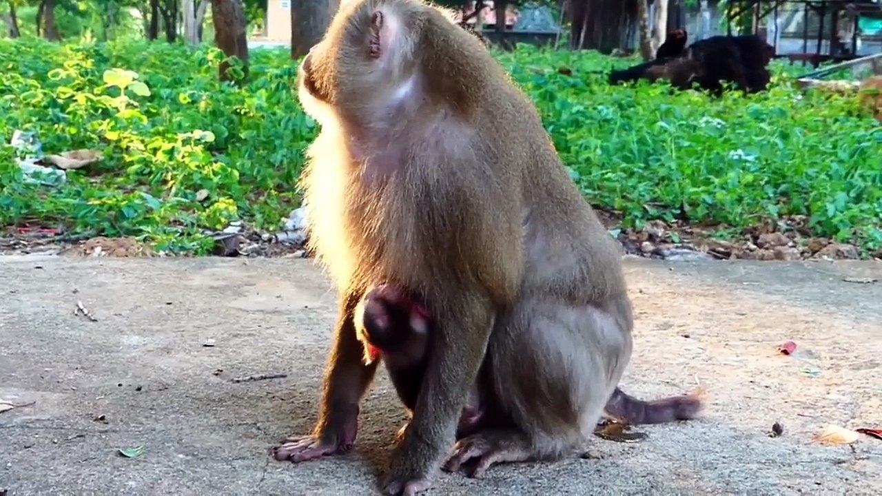 Cute Albert open of his big mouth, Albert is so bored, that he is hugged by mother Aly