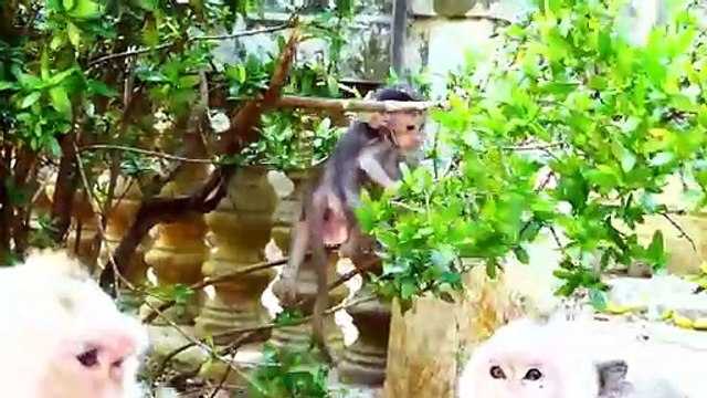 Cute Baby Hides Under The Fence Calling For Mother Pitifully To Help