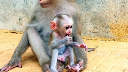 Cute baby money is interested with baby Monaco, Money try to hold grandma Molia