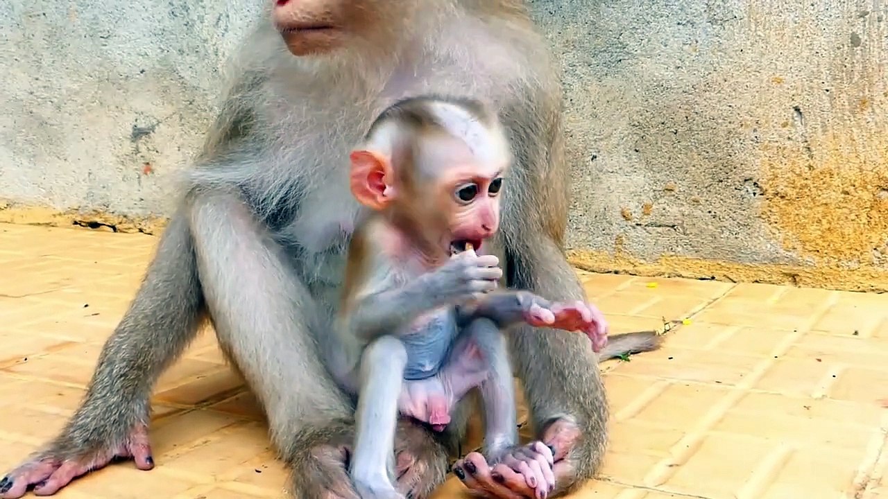Cute baby money is interested with baby Monaco, Money try to hold grandma Molia