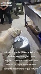 Perro conmueve en TikTok al intercambiar todos los días cosas por comida: "Trueque inteligente"