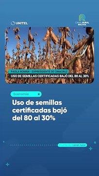 Uso de semillas certificadas bajó del 80 al 30%