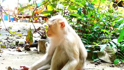 Cute little baby Money jumps to fall down on the ground, Mother Moly went away